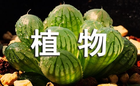 ֲʵĵ